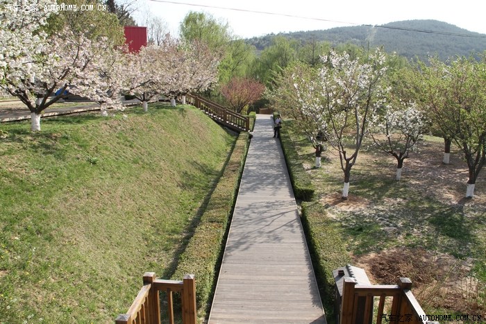 旅顺203樱花园赏花