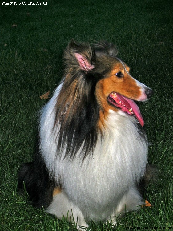 苏格兰老狗一只