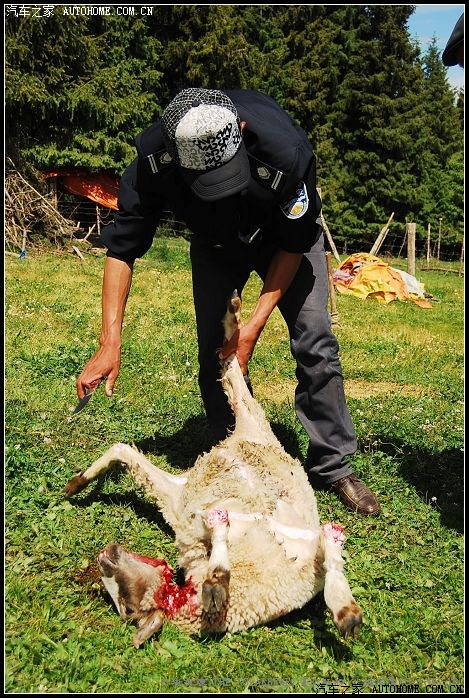 哈萨克牧民宰羊的技艺一流~~不消一会功夫就剥下一整张羊皮了~~皮肉