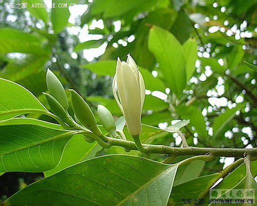 2012-6-26 20:22:08   不过你那盆的叶子看来更像咱这叫大叶榕的黄桷