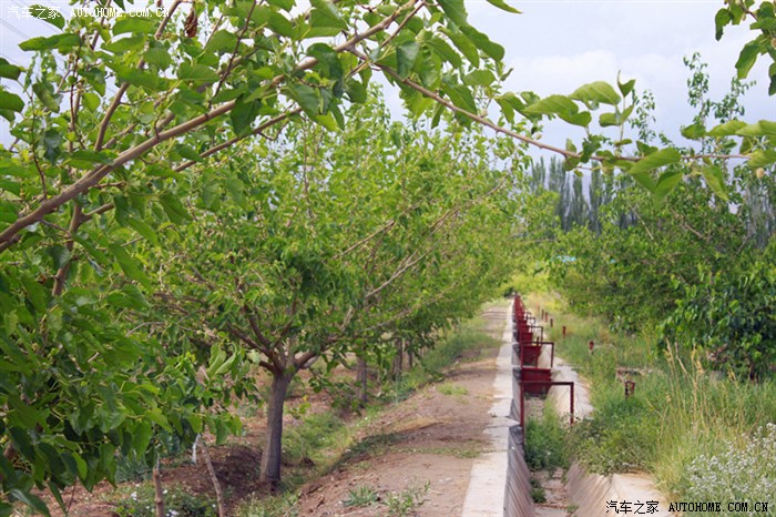 这就是西侧水渠边茂盛的桑树,另一侧的桑树今年锯了以后重新嫁接