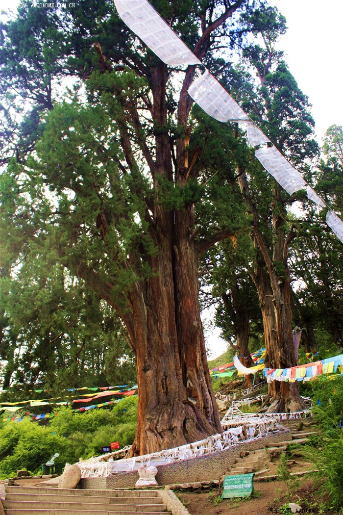 距八一镇10公里的巴结村的柏树园,这株柏树已有2500岁了