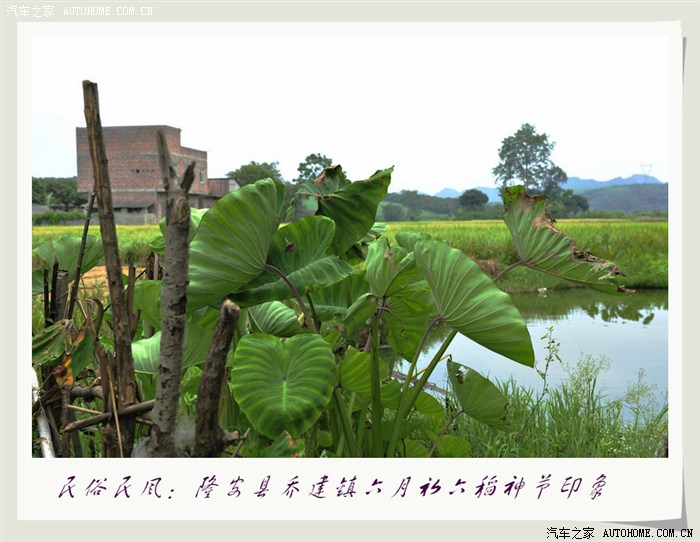 民俗民风隆安县乔建镇六月初六稻神节印象