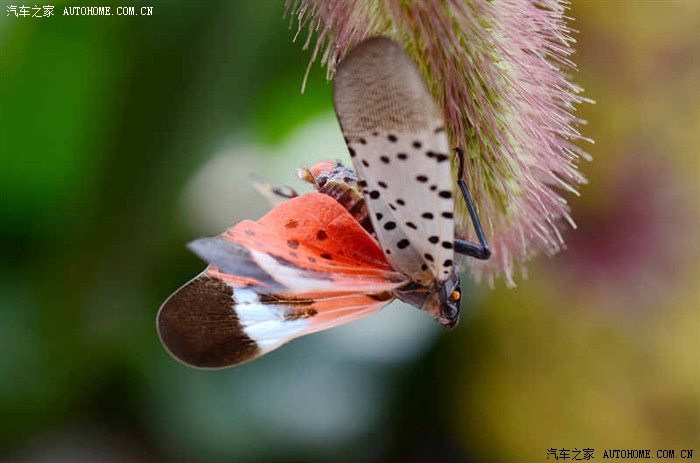 微距彩色飞蛾的诱惑2