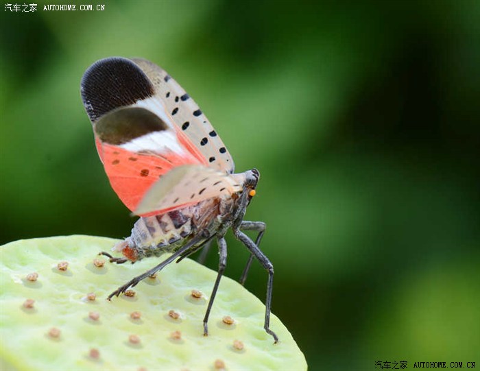 微距彩色飞蛾的诱惑2