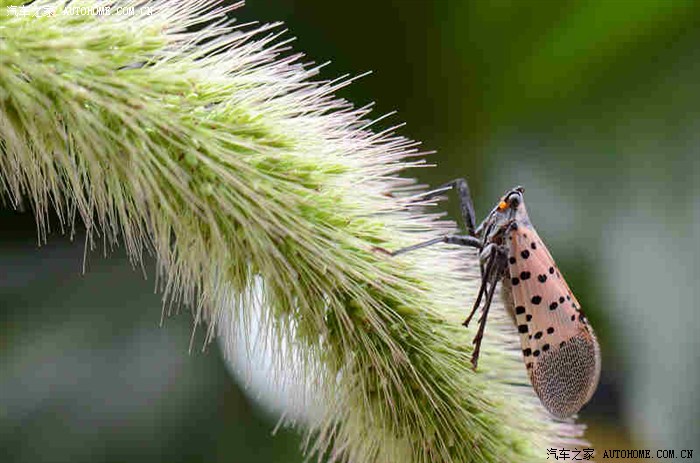 微距彩色飞蛾的诱惑2