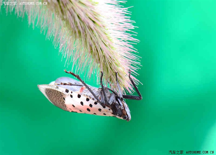 【微距】彩色飞蛾的诱惑----2