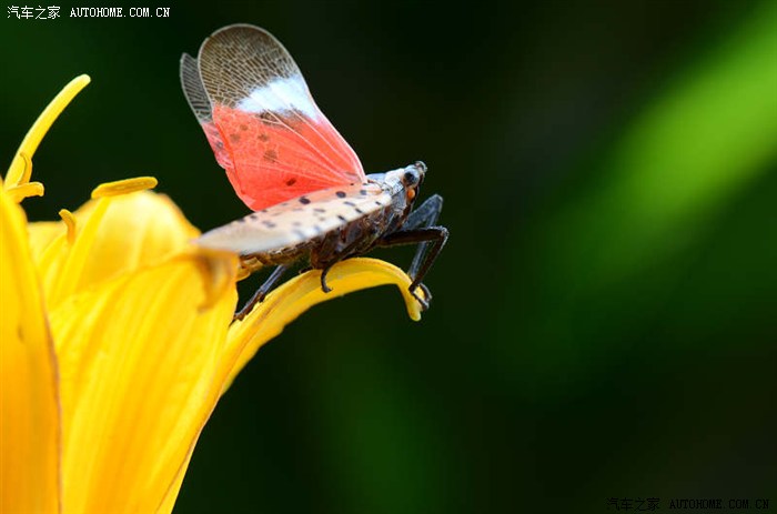 微距彩色飞蛾的诱惑2