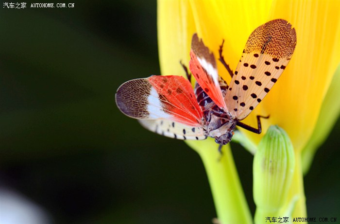 微距彩色飞蛾的诱惑2