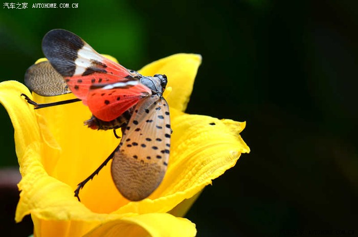 微距彩色飞蛾的诱惑2