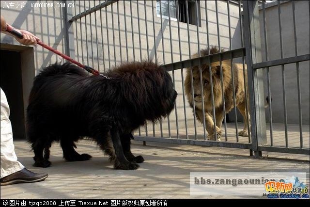 藏獒和德国牧羊犬看见狮子的反应