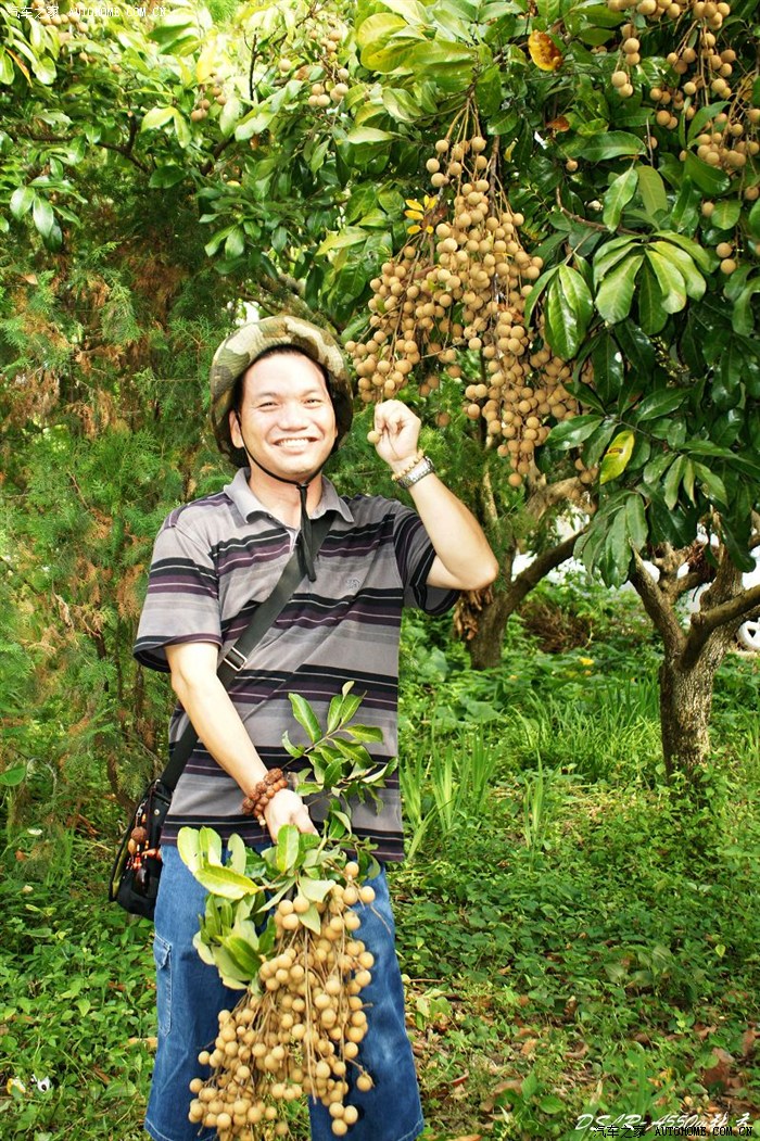 广西平南县周末行牛甘果学名余甘果