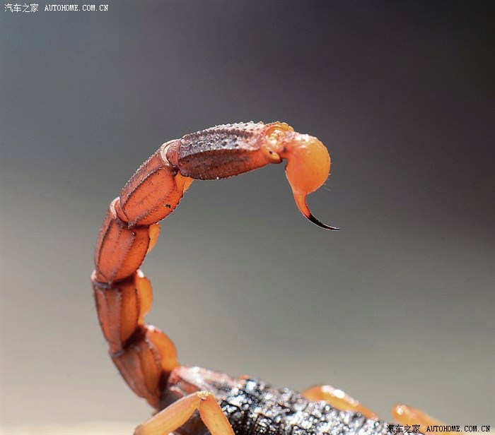 【图】蝎子拉屎毒(独)一份!!!_奔驰r级论坛_汽车之家论坛