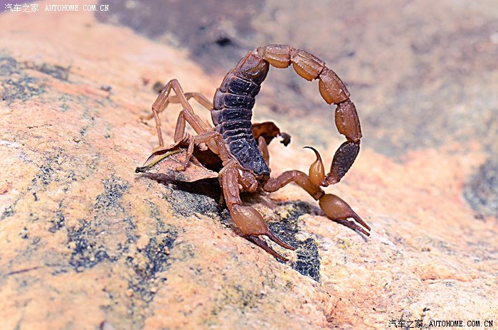 【图】蝎子拉屎毒(独)一份!!!_奔驰r级论坛_汽车之家论坛