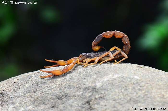 【图】蝎子拉屎毒(独)一份!!!_奔驰r级论坛_汽车之家论坛