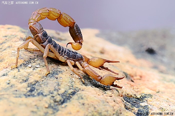 【图】蝎子拉屎毒(独)一份!!!_奔驰r级论坛_汽车之家论坛