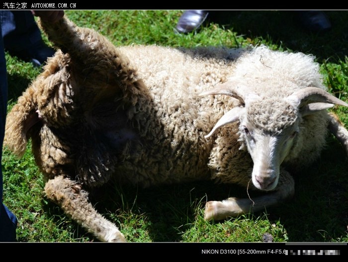 了午饭时,大家决定吃一次原生态的牧民饭,遇上找到一家牧民买了一头羊