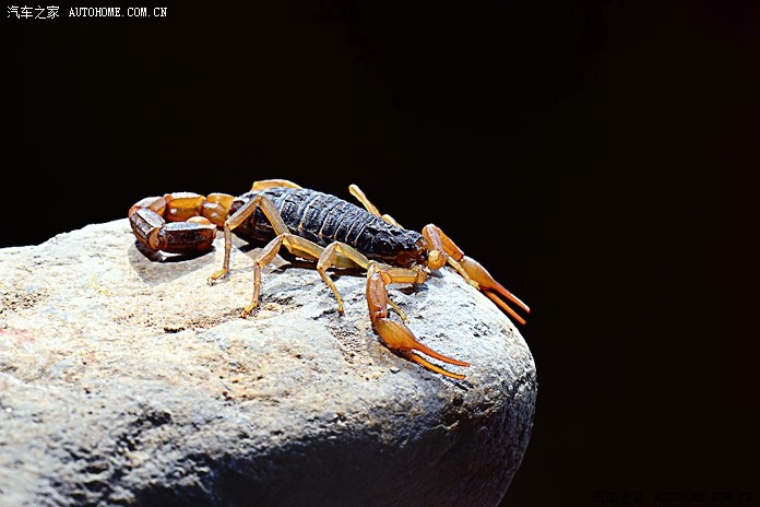 【图】蝎子拉屎毒(独)一份!!!_奔驰r级论坛_汽车之家论坛