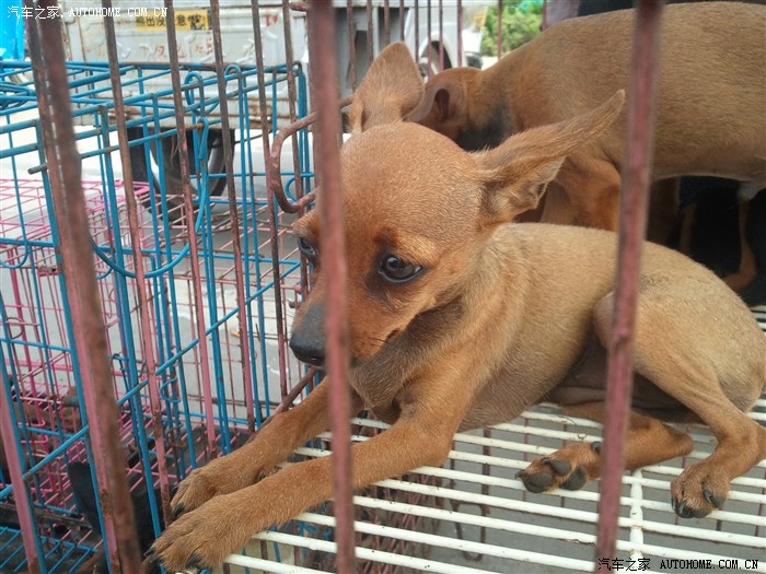 哈哈,大眼睛的鹿娃,真丑