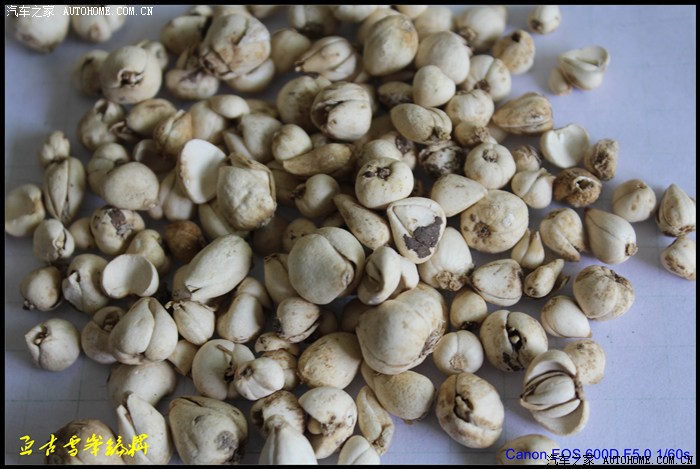 西藏的尖贝母  内地的一般都是平头的 不太好 当初 李时珍没进藏 统计