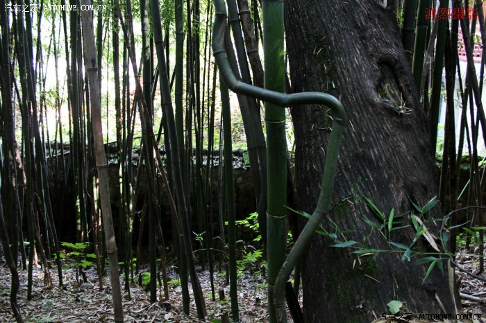 据说,这弯竹天下只有此地才有.