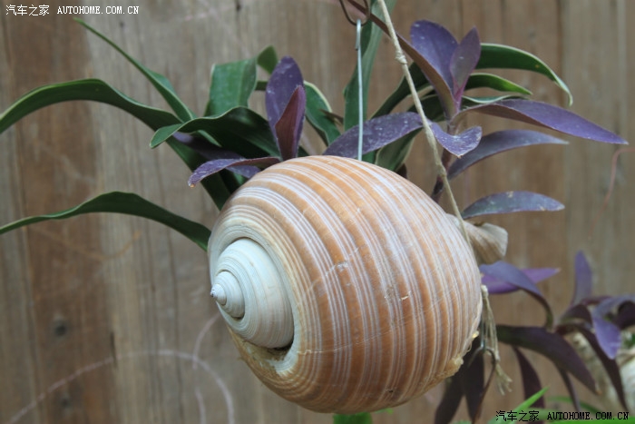 近距离看看海螺壳做的花盆.