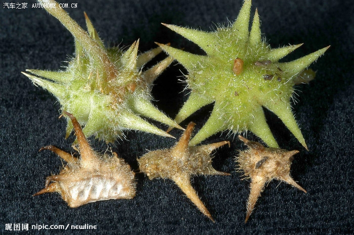 去野外撒欢轮胎扎满蒺藜请问这个蒺藜对论坛有影响吗