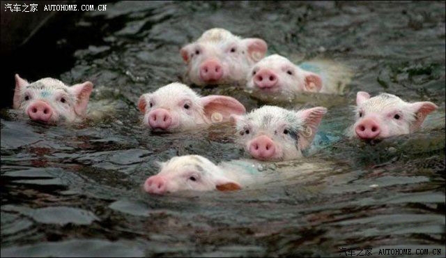 老母猪真能上树有图有真相