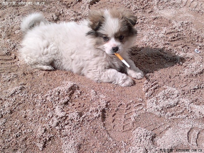 我们单位喂养的杂毛狗很有个性