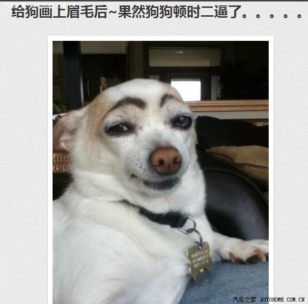 给狗画上眉毛后果然狗狗顿时二逼了