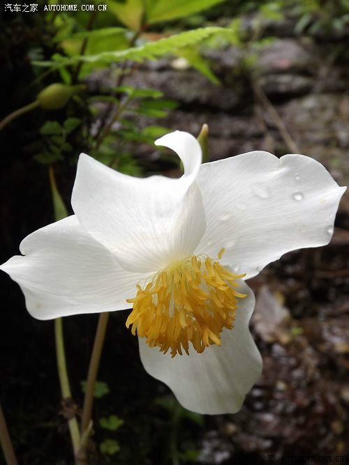 血水草,2012年4月摄于贵州遵义海龙囤.