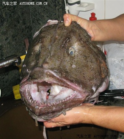 蟆鱼,海哈蟆,琵琶鱼等,鮟鱧是鮟鱧目硬骨鱼类的俗称;鮟鱧鱼又叫老人鱼