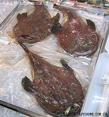 哇噻见过这么丑的鱼吗对不住嘴大啃老啃的