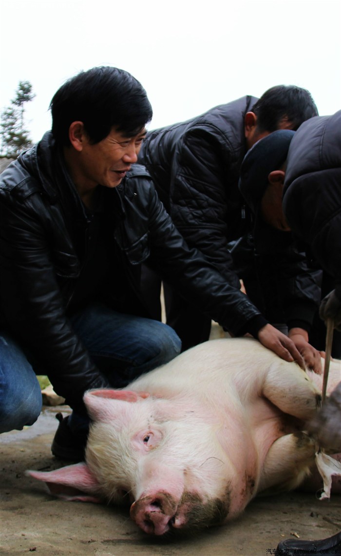 云卷云舒磨刀霍霍向猪羊汽车之家贵州论坛2013年杀年猪活动片段
