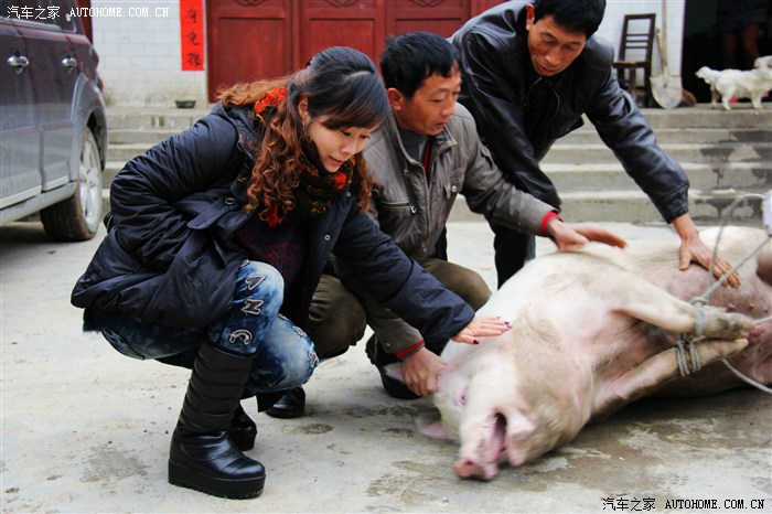 云卷云舒磨刀霍霍向猪羊汽车之家贵州论坛2013年杀年猪活动片段