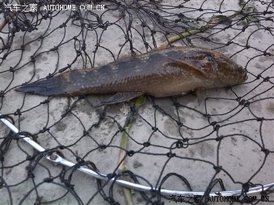 今天钓鱼好多人都不知道叫什么?钱塘江钓的