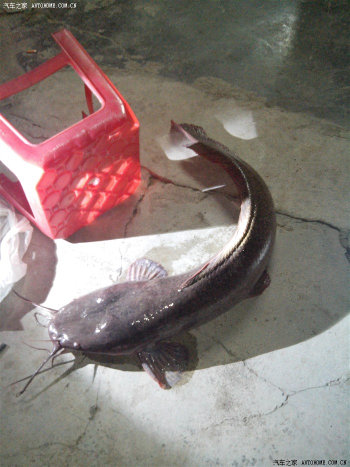 胡须鱼,十几斤重,就快成鱼怪,差不多一个五岁小孩那么长,不知道好吃么