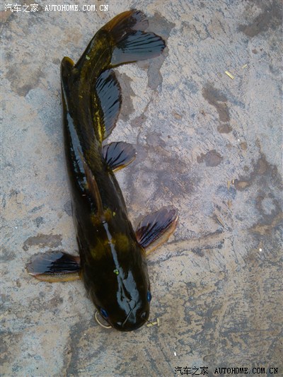 昨天下的网 今天的收获 戈雅鱼 有半斤重 纯野生