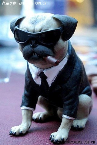 太搞笑了!假如.狗狗会发微信.